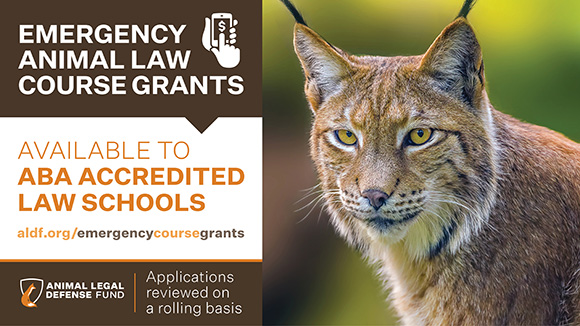 graphic promoting the course grants with a photo of a bobcat, the ALDF logo, and this text, "Emergency animal law course grants. Available to ABA-accredited law schools. Applications reviewed on a rolling basis."