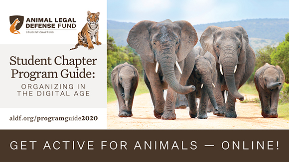 Image description: graphic promoting the Program Guide with a photo of a herd of elephants. Text says, "Get active for animals - online! Student Chapter Program Guide: Organizing for Animals in the Digital Age."