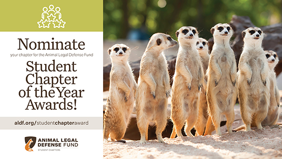 Graphic promoting the award with a photo of a group of meerkats and text that says, "Nominate your chapter for the Animal Legal Defense Fund Student Chapter of the Year Awards!"