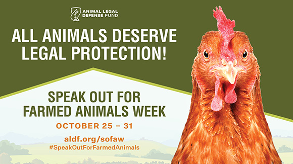 graphic promoting the week of action with a photo of a chicken and the ALDF logo. Text says, "All animals deserve legal protection! Speak out for Farmed Animals Week on October 25-31, 2020! #SpeakOutForFarmedAnimals"
