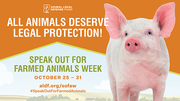 graphic promoting the week of action with a photo of a pig and the ALDF logo. Text says, "All animals deserve legal protection! Speak out for Farmed Animals Week on October 25-31, 2020! #SpeakOutForFarmedAnimals"