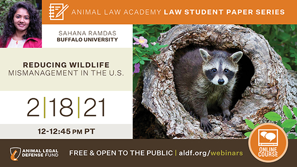 graphic promoting the webinar with a photo of the speaker and a racoon peeking out of a tree stump. Text says, "Animal Law Academy Law Student Paper Series. 2/18/21 from 12-12:45 pm PST. Free and open to the public."