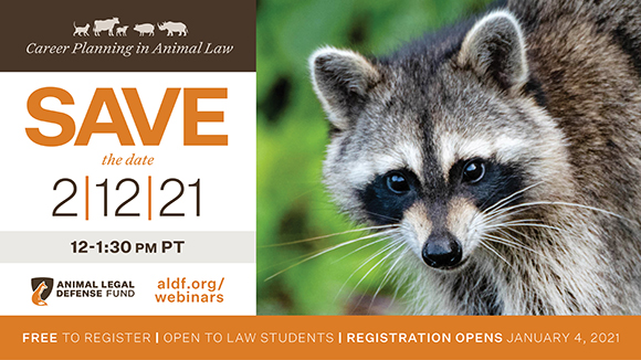 graphic promoting the event with a photo of a racoon and text that says, "Save the date for Career Planning in Animal Law on 2/12/21 from 12-1:30 pm PST. Free to register. Open to law students. Registration opens 1/4/21."
