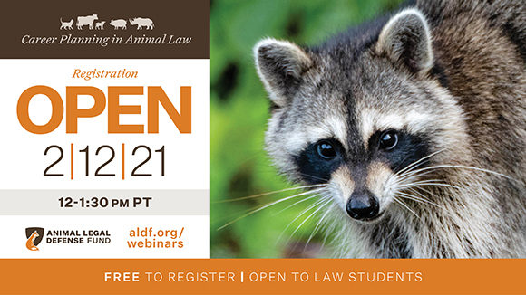 graphic promoting the event with a photo of a racoon and text that says, "Registration Open. Career Planning in Animal Law on 2/12/21 from 12-1:30 pm PST. Free to register. Open to law students."