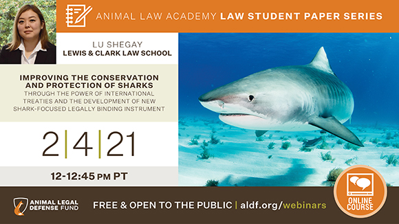 graphic promoting the webinar with a photo of a shark underwater and a photo of the speaker, Lu Shegay from Lewis & Clark Law School. Text says, "2/4/21 from 12-12:45 pm PST. Free and open to the public."