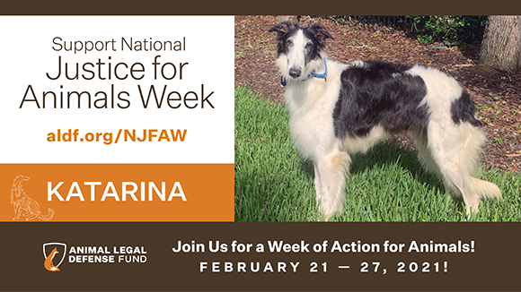 Graphic promoting National Justice for Animals Week with a photo of the week’s animal representative, a dog named Katarina. Text says, “join us for a week of action for animals! February 21-27, 2021!”