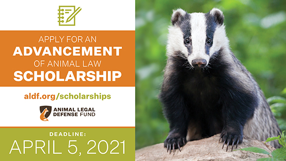 orange and green graphic promoting the scholarships with a photo of a badger and the following text, "Apply for an Advancement of Animal Law Scholarship! Deadline: April 5, 2021."