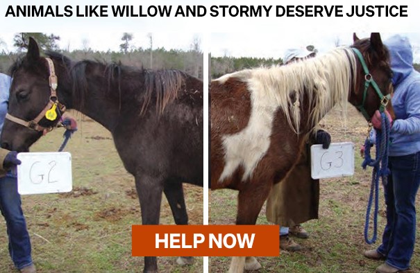 Willow and Stormy