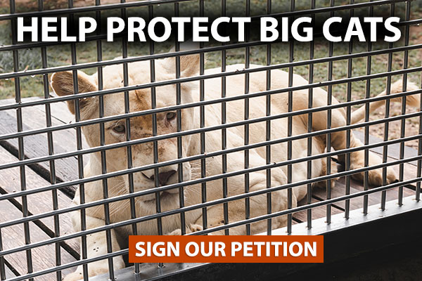 Help Protect Big Cats. Sign Our Petition.