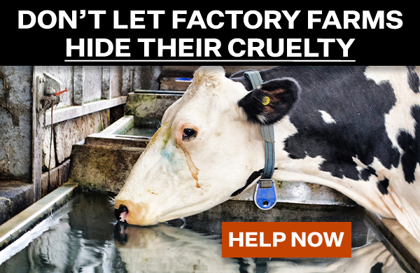 Don't Let Factory Farms Hide Their Cruelty. Give Now.