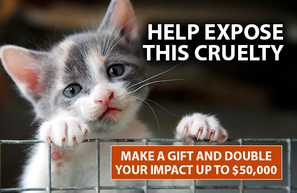 Help Expose This Cruelty. Make A Gift And Double Your Impact Up To $50,000