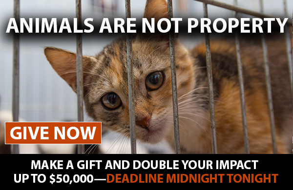 Animals Are Not Property. Make A Gift And Double Your Impact Up To $50,000. Deadline: Midnight Tonight.