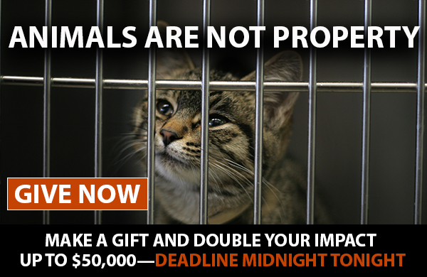 Animals Are Not Property. Make A Gift And Double Your Impact Up To $50,000. Deadline: Mignight Tonight