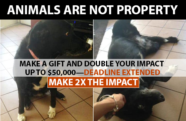 Animals Are Not Property. Make A Gift And Double Your Impact Up To $50,000. Deadline Extended.