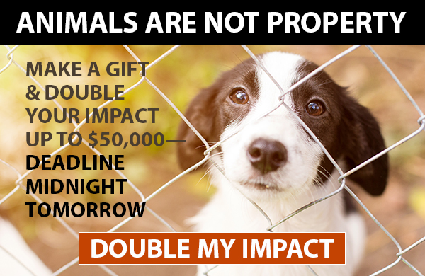 Animals Are Not Property. Make A Gift And Double Your Impact Up To $50,000. Deadline: Mignight Tomorrow Night