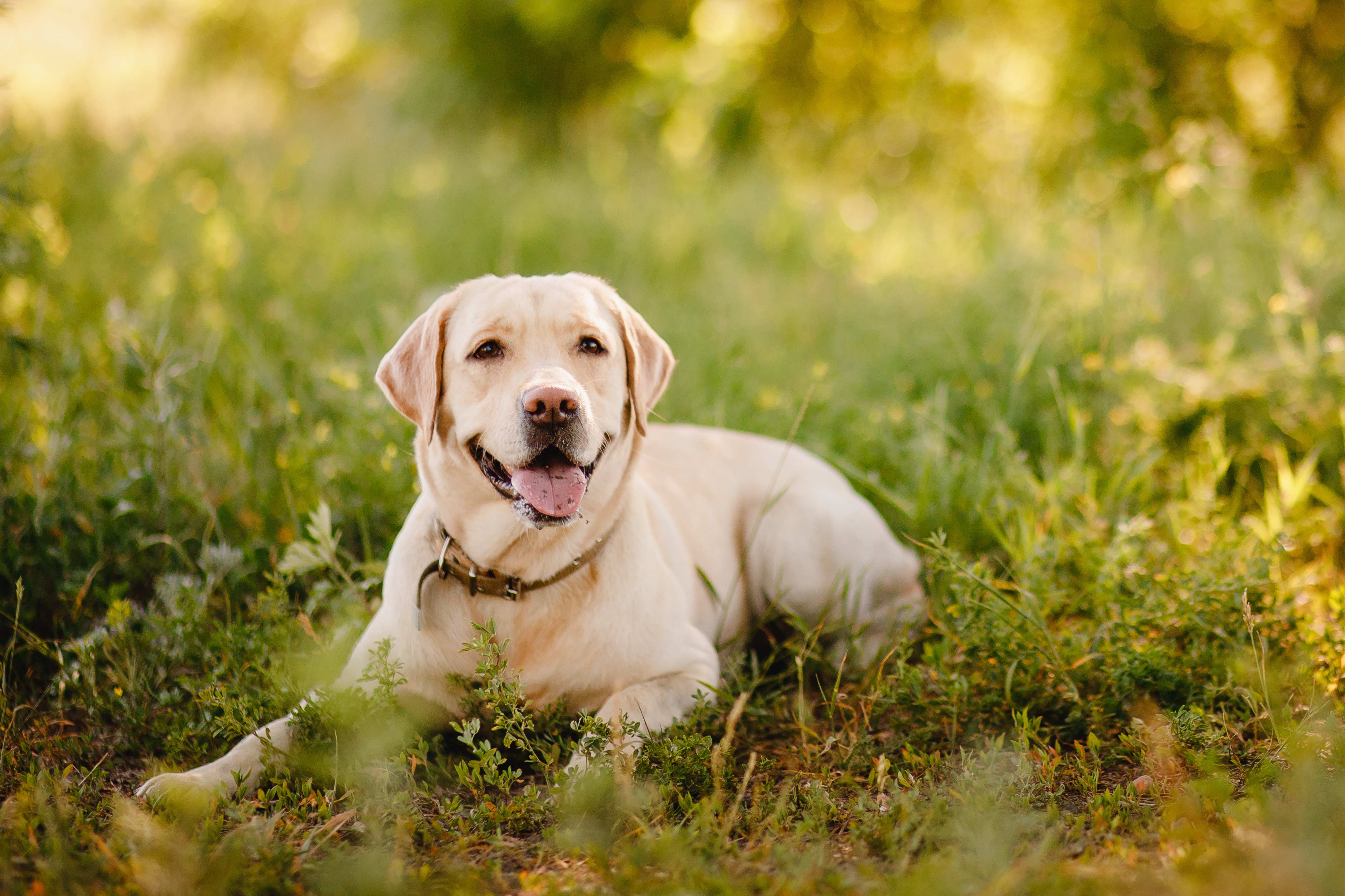 Dog in the case