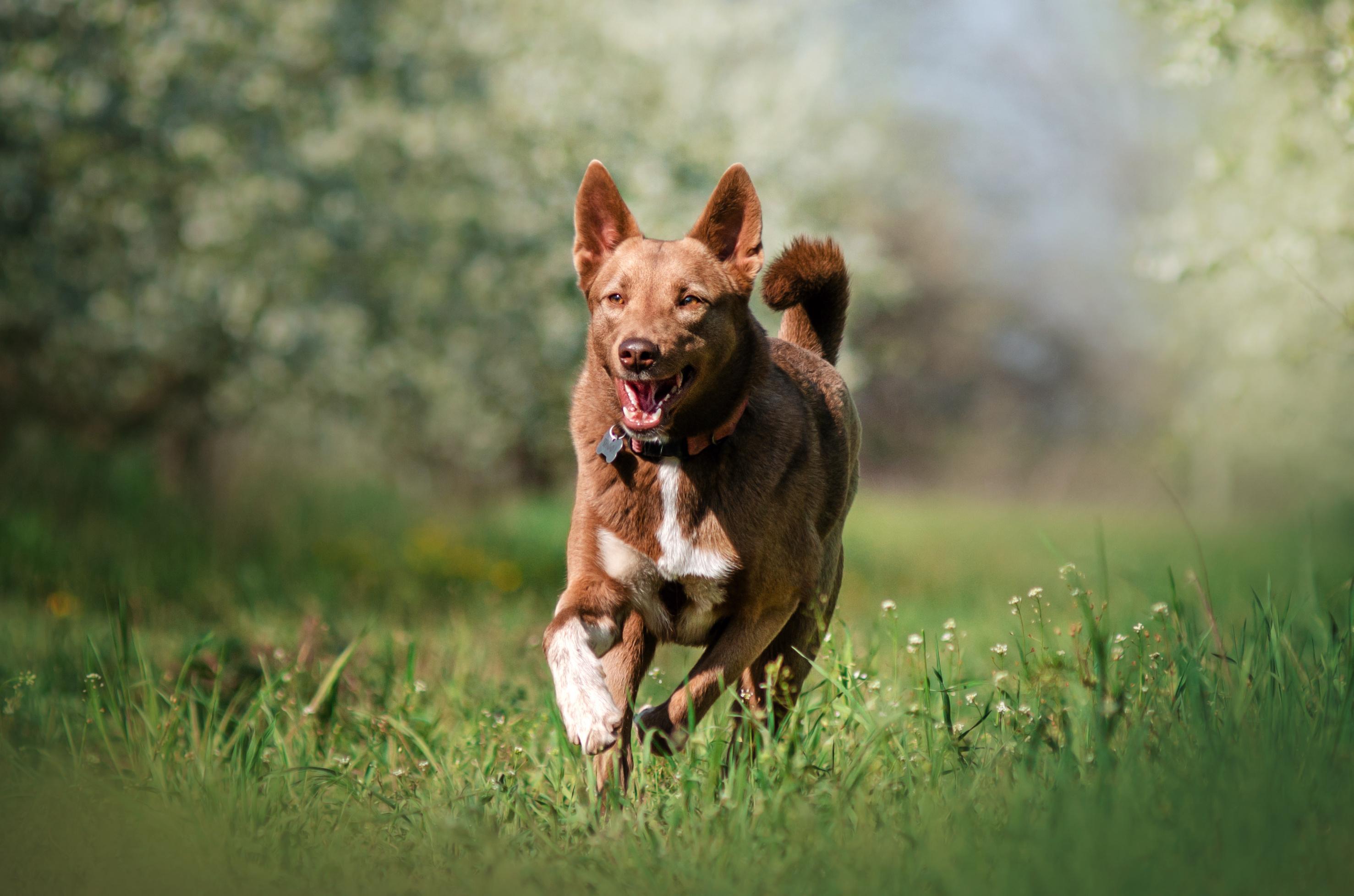 Dog in the case