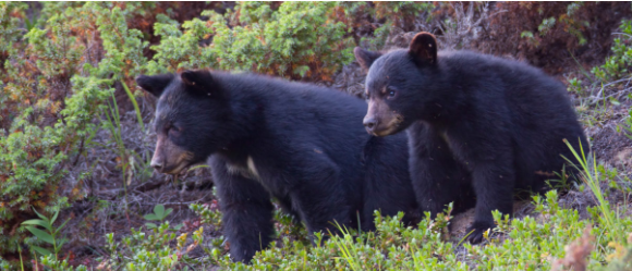 Two baby cubs wait on a mountain side