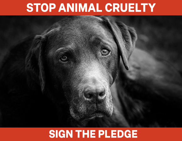 Sad lab stares | stop animal cruelty