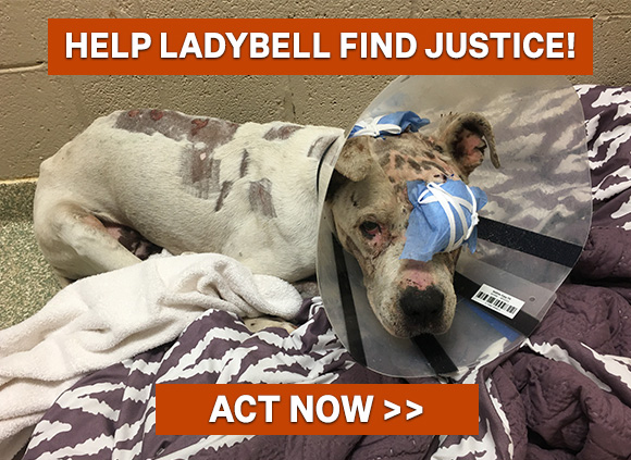 Help Ladybell find justice