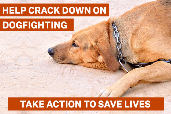 Help crack down on dogfighting