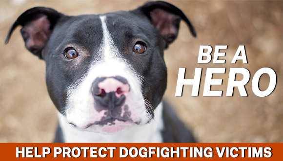 Be a hero for dogfighting victims