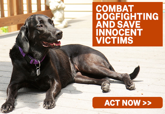 Help us combat dogfighting and save innocent lives