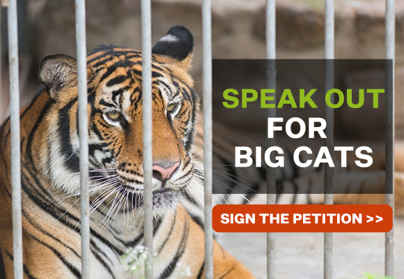 Image of a tiger, Speak out for big cats