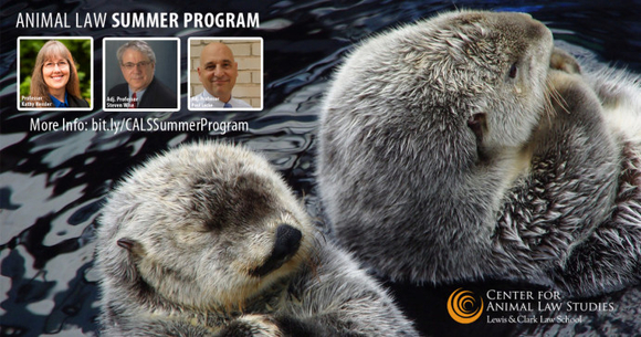 Graphic promoting the summer program with a photo of two sea otters in the water, photos of the professors, the CALS logo, and this text, "Animal Law Summer Program. More info: bit.ly/CALSSummerProgram