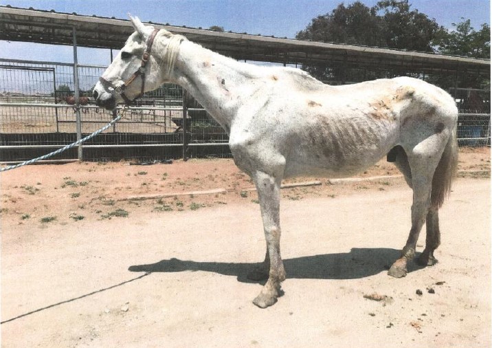 Starving horse