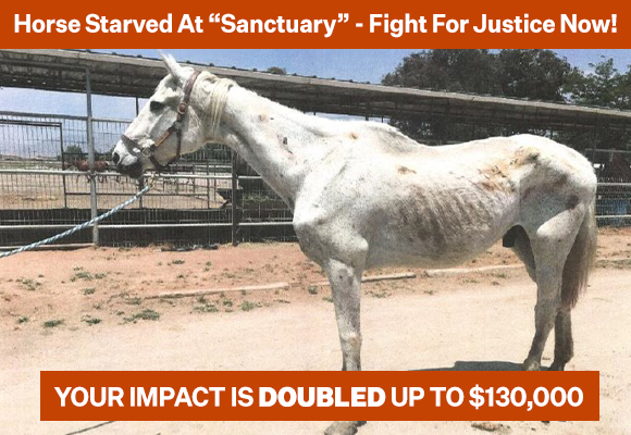 Horse Starved at "Sanctuary" — Double Your Impact