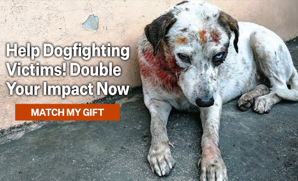 Dogfighting Victim