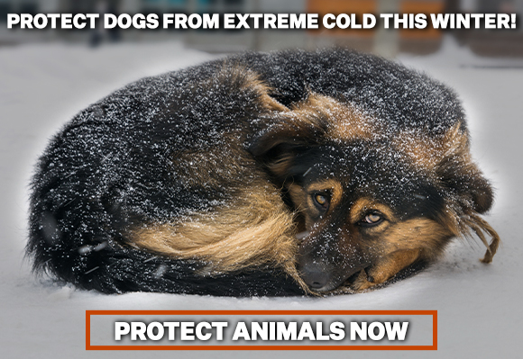 Winter Emergency — Protect Animals Now!