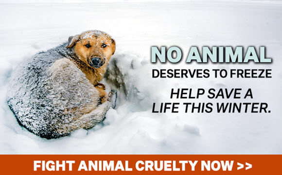 Winter Emergency — Protect Animals Now!
