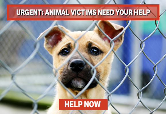 Puppy held as evidence behind a cage