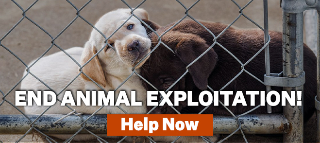 Help stop craigslist pet sales 