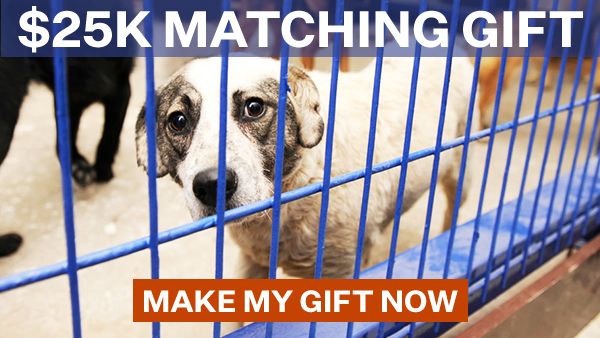 $25,000 Matching gift. Make my gift now.