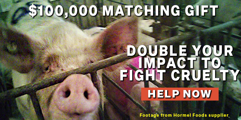 Footage from the Maschhoffs LLC