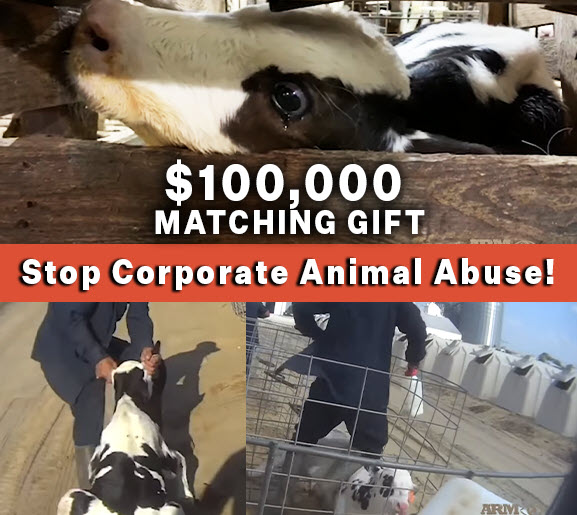 Stop Corporate animal Abuse