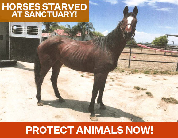 An emaciated and starved horse named Enduring Grace