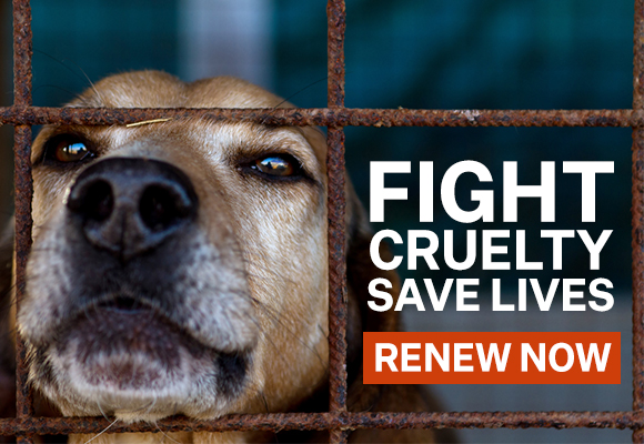 A photo of a dog behind cage with text that reads 'Fight cruelty save lives | Renew now'