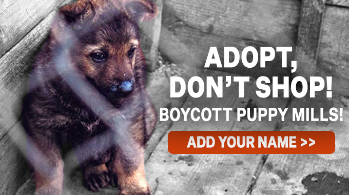 Adopt, don't shop! Boycott puppy mills.