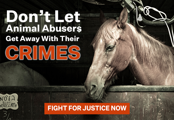 Image of A Horse in a stable looking sad with overlay text that says 'Don't let animal abusers get away with their crimes'