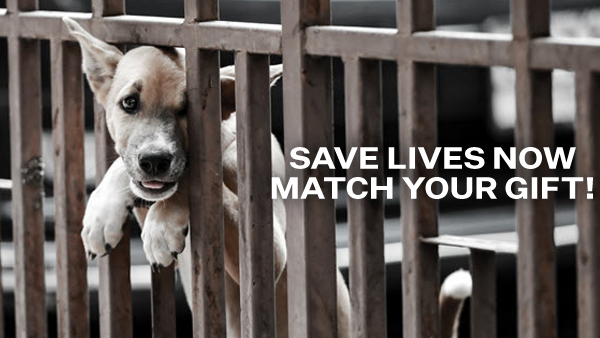 Save Lives Now. Match Your Gift.