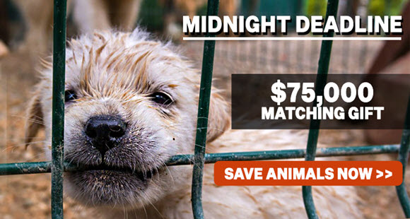 Save animals now! Midnight Deadline!