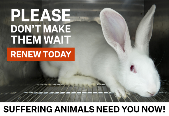 A white lab bunny in a small metal cage with overlay text that reads 'Please don't make them wait. Suffering animals need you now!'