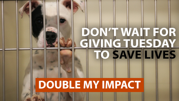 Don't wait for Giving Tuesday to save lives. Dobule your impact.