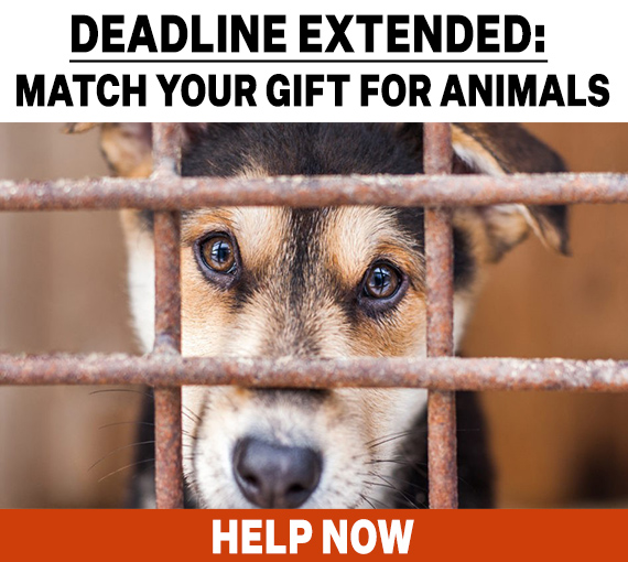 Animal cruelty victims still need you! Show your support today!