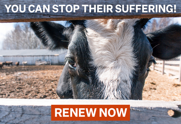 A cow looks through the fence with overlay text that reads 'You can stop their suffering! Renew now'