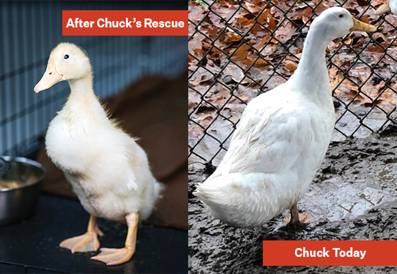 Left: Chuck post-rescue. Right: Chuck today.